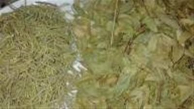  الآس: إكسيرٌ سحريّ للشعرِ
